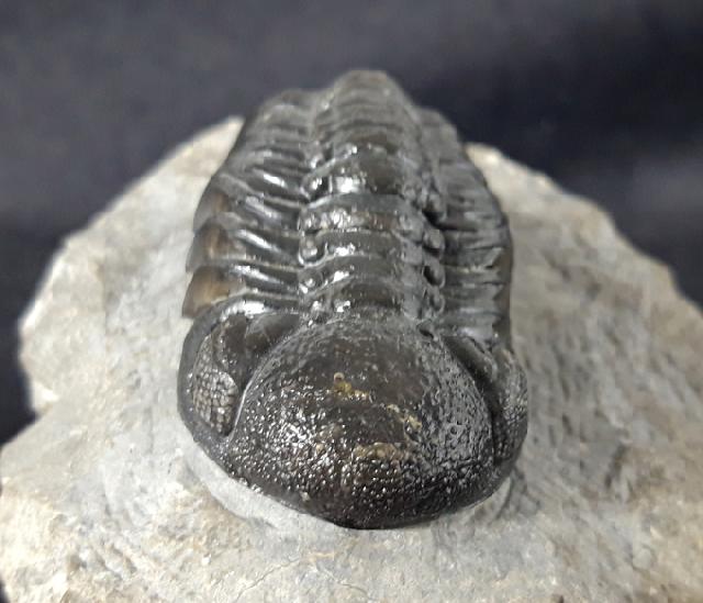 Barrandeops ovatus (McKELLAR & CHATTERTON 2009) - Bild &copy; FossNet FossilienStore